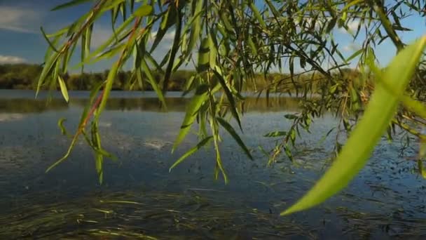 Pohled Jezero Mezi Rákosím Stromy Podzimní Krajina Steadicam Shot — Stock video