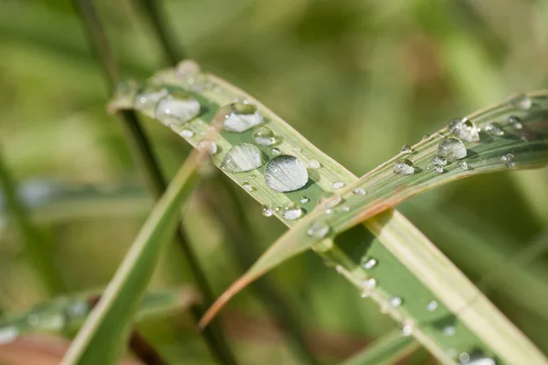 Daling van dauw in de morgen op blad — Stockfoto