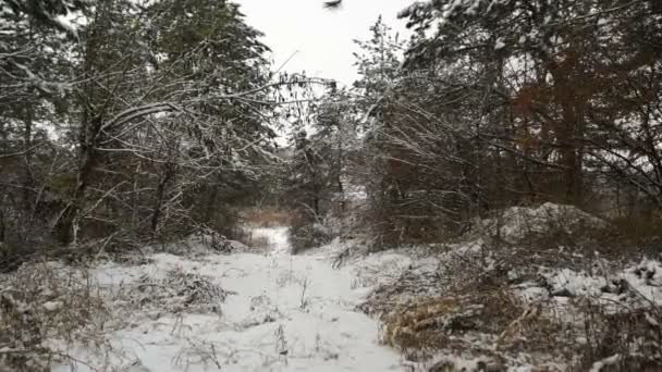 最初雪の森林木 美しい林道上の冬の最初の雪の冬運転 Plate Driving サイドビュー ジンバル ステディカム — ストック動画