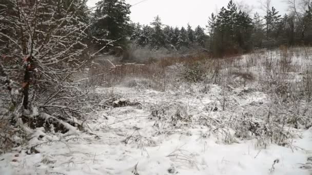 最初雪の森林木 美しい林道上の冬の最初の雪の冬運転 Plate Driving サイドビュー ジンバル ステディカム — ストック動画