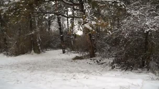 最初雪の森林木 美しい林道上の冬の最初の雪の冬運転 Plate Driving サイドビュー ジンバル ステディカム — ストック動画