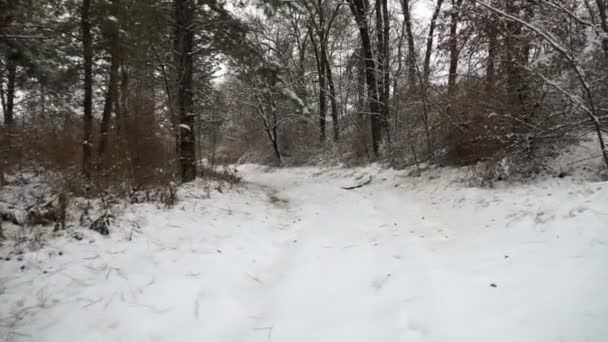 Erster Schnee Auf Den Waldbäumen Winterliches Fahrplateau Seitenblick Auf Den — Stockvideo