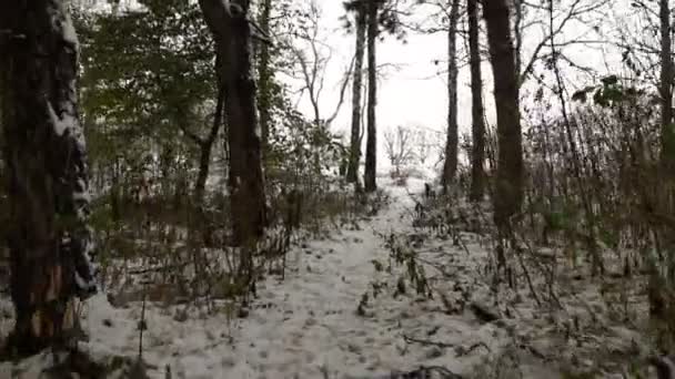 Eerste sneeuw op de Forest-bomen — Stockvideo