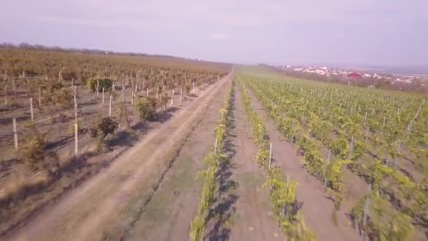 Полет над виноградником осенью — стоковое видео