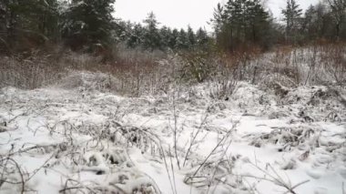 İlk kar üzerinde orman ağaçları, kış sürüş Plate.Driving yan görünüm kış bir güzel orman yolu üzerinde ilk kar üzerinde. Steadicam gimbal.