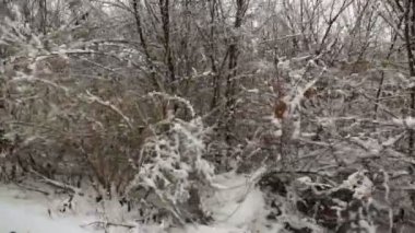 İlk kar üzerinde orman ağaçları, kış sürüş Plate.Driving yan görünüm kış bir güzel orman yolu üzerinde ilk kar üzerinde. Steadicam gimbal.