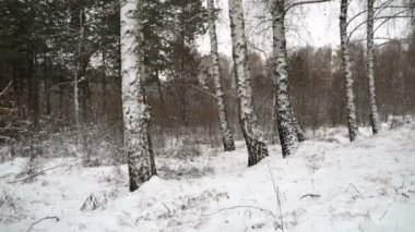 Kışın huş ağacının sabit çekimi. Kış manzarası. Noel.