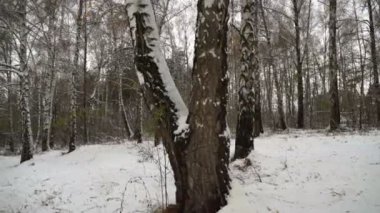 Kışın huş ağacının sabit çekimi. Kış manzarası. Noel.