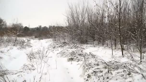 Primera Nieve Los Árboles Del Bosque Placa Conducción Invierno Vista — Vídeos de Stock