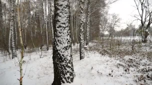 Steadicam Tiro Floresta Vidoeiro Inverno Paisagem Inverno Natal — Vídeo de Stock