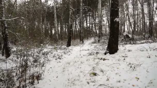 Steadicam Shot Birch Forest Winter Winter Landscape Christmas — Stock Video