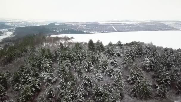 雪に覆われた森の空撮は 雪で覆われました 冷凍雪モミや松の木の森の上空を飛行します — ストック動画