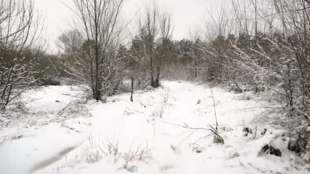 Primera Nieve Los Árboles Del Bosque Placa Conducción Invierno Vista — Vídeo de stock