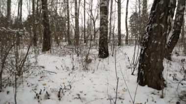 Kışın huş ağacının sabit çekimi. Kış manzarası. Noel.