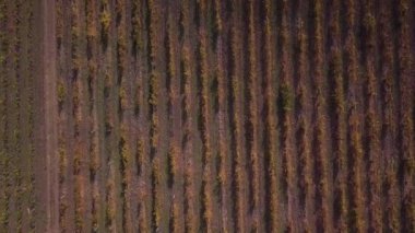 Güz mevsiminde sarı kırmızı üzüm bağlarının yukarıdan görünüşü