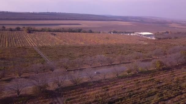 Flight Vineyard Autumn Drone Shot — Stock Video