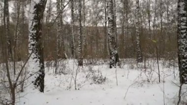 Kışın huş ağacının sabit çekimi. Kış manzarası. Noel.