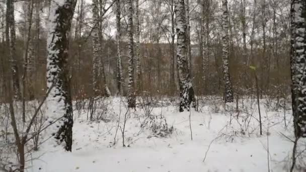 Steadicam Shot Birch Forest Winter Winter Landscape Christmas — Stock Video