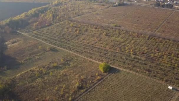 Lot Nad Winnicy Jesieni Drone Strzał — Wideo stockowe