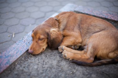 Köpek parkta uyuyan bir daksund köpek Park, fotoğraf