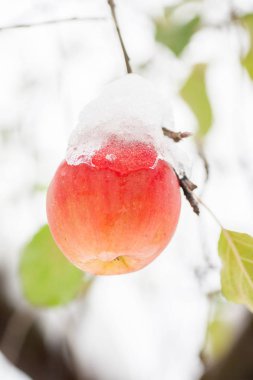 İlk kar üzerinde elma düştü. Kasım ayında soğuk karlı havalarda. Dallar ve yapraklar meyve ağaçlarının ilk karla kaplı. Elma elma ağacı tarafından ilk kar kaplı üzerinde