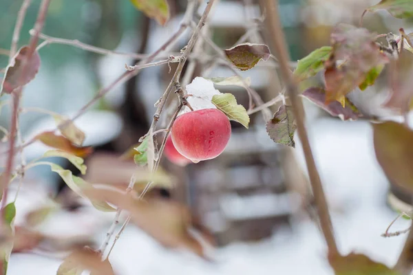 Первый Снег Выпал Яблоки Морозная Снежная Погода Ноябре Ветви Листья — стоковое фото
