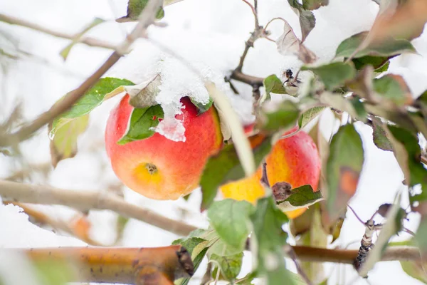 First Snow Fell Apples Frosty Snowy Weather November Branches Leaves — Stock Photo, Image