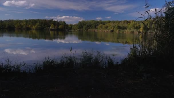 Вид Озеро Серед Очерету Дерев Осінній Пейзаж Стейдікам Постріл — стокове відео