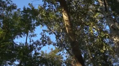 Parlak renkli sonbahar ağaçları sayesinde güneş. Geniş açılı görünüş üstleri için. Steadicam atış.