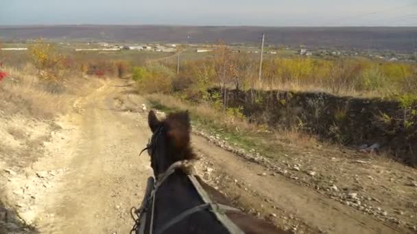 Horse cart view to village road ahead. Steadicam shot. — Stock Footage Horse Cart View Village Road Ahead Steadicam Shot Stock Footage