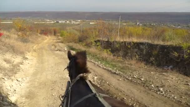 Vista Del Carro Caballos Carretera Del Pueblo Por Delante Steadicam — Vídeos de Stock