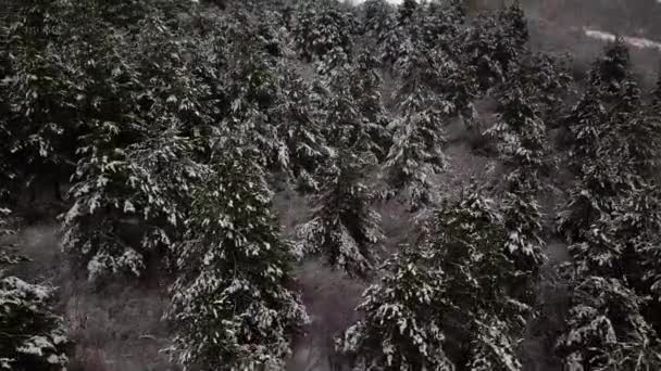 Vista Aérea Sobre Bosque Cubierto Nieve Volar Sobre Abetos Nevados — Vídeos de Stock