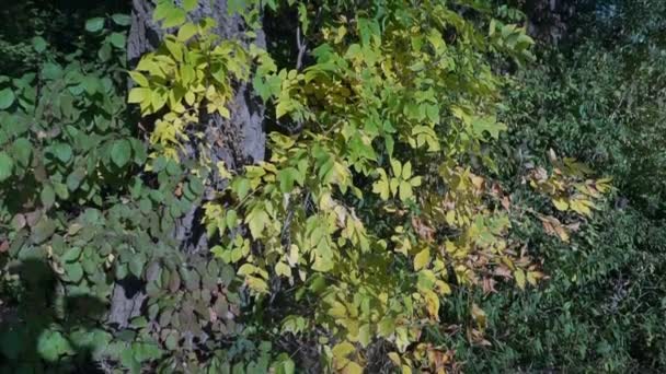 Bright Sun Door Kleurrijke Herfst Bomen Brede Hoekmening Aan Toppen — Stockvideo