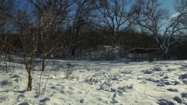 Ormandaki ağaçlar karla kaplı. Forest Park için yapılan bir kar yağışı sırasında güneşli bir kış. Noel Kış yeni yıl