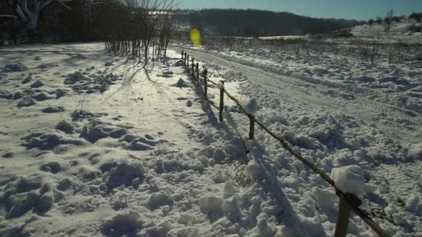 森林里被白雪覆盖的树木 冬季的森林公园在一个阳光明媚的日子在降雪期间 圣诞节冬天新年 — 图库视频影像