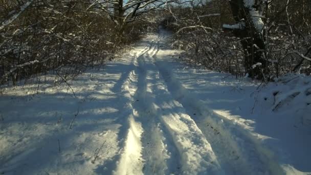雪白的冬季森林小路 有深深的阳光和阴影 森林越野 — 图库视频影像