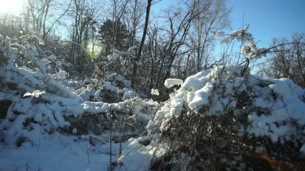 Schneebedeckte Bäume Wald Waldpark Winter Einem Sonnigen Tag Bei Schneefall — Stockvideo