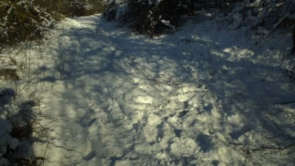 Alberi Innevati Nella Foresta Forest Park Inverno Una Giornata Soleggiata — Video Stock