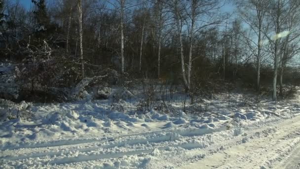 Árvores Cobertas Neve Floresta Forest Park Inverno Dia Ensolarado Durante — Vídeo de Stock