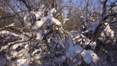 Ormandaki ağaçlar karla kaplı. Forest Park için yapılan bir kar yağışı sırasında güneşli bir kış. Noel Kış yeni yıl