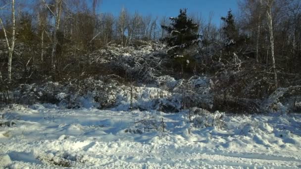 Árboles Cubiertos Nieve Bosque Forest Park Winter Sunny Day Snowfall — Vídeos de Stock
