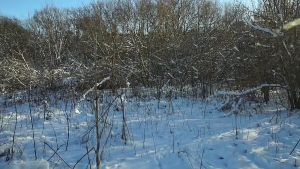 Árvores Cobertas Neve Floresta Forest Park Inverno Dia Ensolarado Durante — Vídeo de Stock