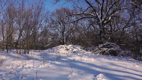 Χιονισμένα Δέντρα Στο Δάσος Δασικό Πάρκο Χειμώνα Μια Ηλιόλουστη Ημέρα — Αρχείο Βίντεο