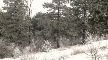 Dağ çam ağacı orman hareket görünümü ile kar kış anda. Winrer peyzaj.