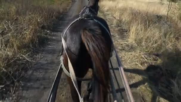 Horse cart view to village road ahead. Steadicam shot. — Stock Footage Horse Cart View Village Road Ahead Steadicam Shot Stock Video