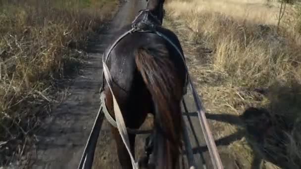 Pohled Koňský Vozík Vesnické Silnici Před Námi Záběr Steadicamu — Stock video