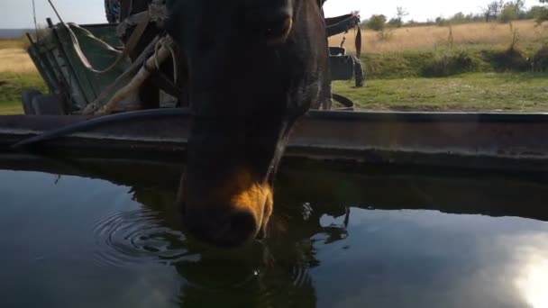 Cavalos Bebendo Água Cocho Exploração — Vídeo de Stock