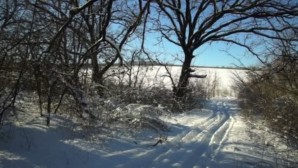 Árvores Cobertas Neve Floresta Forest Park Inverno Dia Ensolarado Durante — Vídeo de Stock