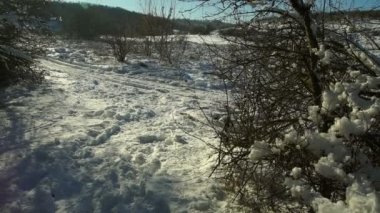 Ormandaki ağaçlar karla kaplı. Forest Park için yapılan bir kar yağışı sırasında güneşli bir kış. Noel Kış yeni yıl