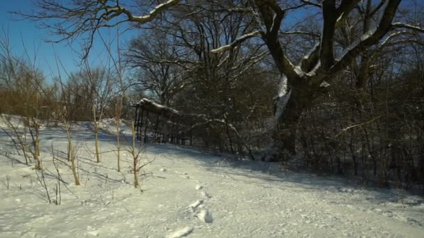 森林里被白雪覆盖的树木 冬季的森林公园在一个阳光明媚的日子在降雪期间 圣诞节冬天新年 猎人小屋 — 图库视频影像